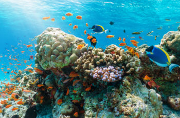 Colorful underwater reef with tropical fishes in the Indian Ocean, Maldives